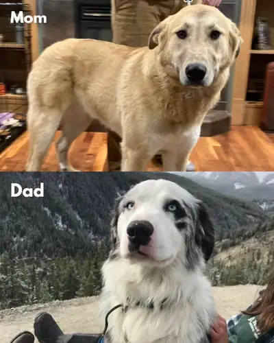 This is a unique mix between a male Australian Shepherd / Border Collie Male, (Who is blue Merle wit...