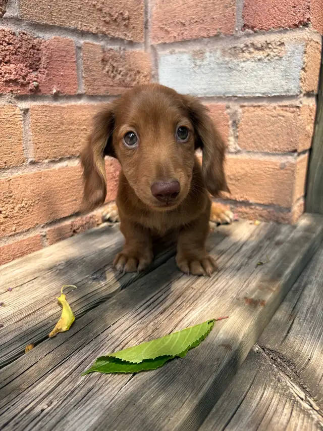 Mini Dachshund in Dogs & Puppies for Rehoming in Markham / York Region - Image 8