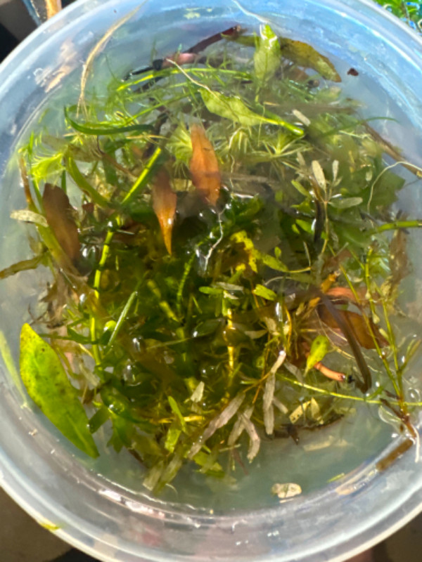 Some very beautiful aquarium plants for sale in Fish for Rehoming in Ottawa