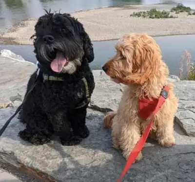 Pet Dog Sitting/ Puppy Daycare/ Kennel, View more