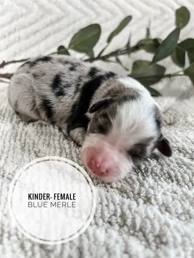 Registered Mini Aussie Puuppies, View more