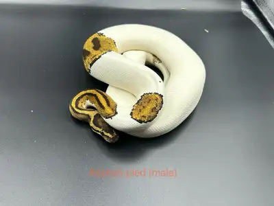 Adult  ball pythons ready to breed this season, View more
