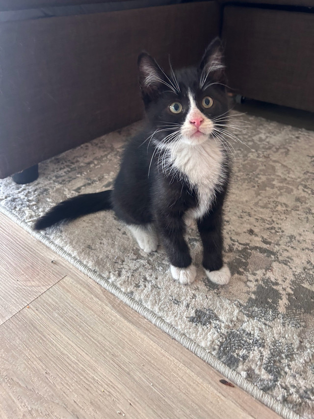 kitten for sale in Cats & Kittens for Rehoming in Cranbrook