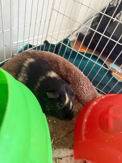 Guinea pigs, View more