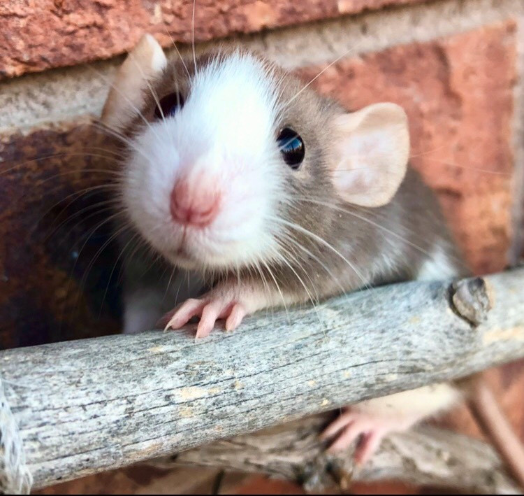 Pet Dumbo Dwarf RatsHealth Tested Rattery Small Animals for Rehoming