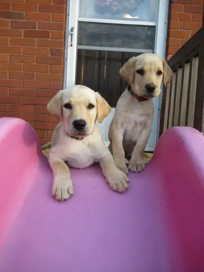 CKC Registered, Purebred, Labrador Retriever Puppies, View more