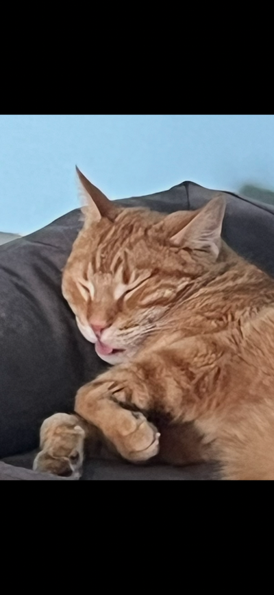 6 year old orange cat needing a only cat home, View more