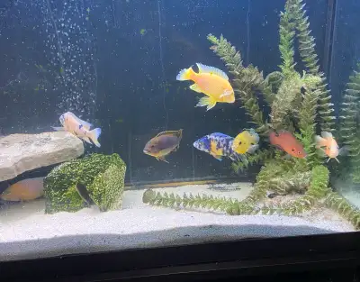 African Cichlids, View more