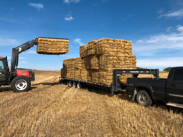 small square bales of straw in Livestock in Red Deer - Image 3