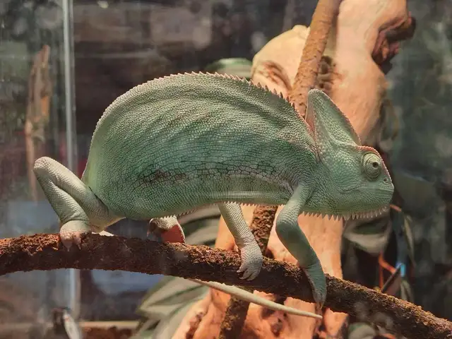 female veiled chameleon in Reptiles & Amphibians for Rehoming in Kawartha Lakes - Image 3