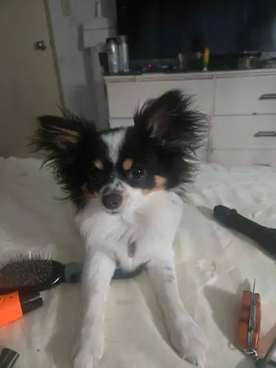 2- 9month old and 3 8week old deer head Chihuahua s puppies ready to go , Good 0well-trained on the...