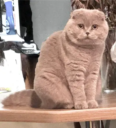 SCOTTISH FOLD LILAC, View more