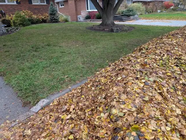 Fall Clean Up 2026576946658902036487