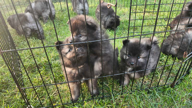 keeshond dans Chiens et chiots à adopter  à Trois-Rivières