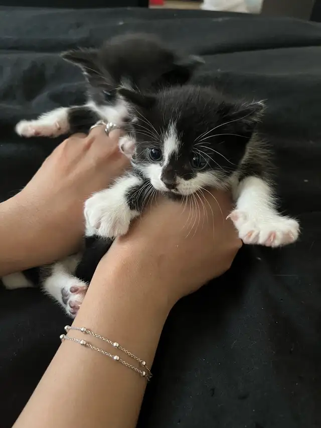 Kittens 2 months old in Cats & Kittens for Rehoming in City of Montréal - Image 9