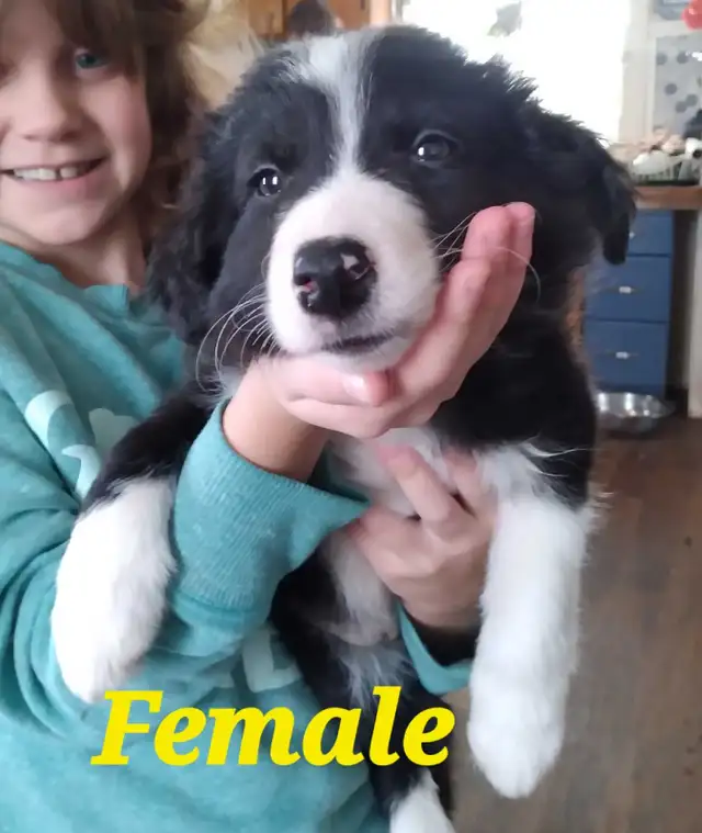 Purebred Border Collie puppies in Dogs & Puppies for Rehoming in Moncton - Image 4