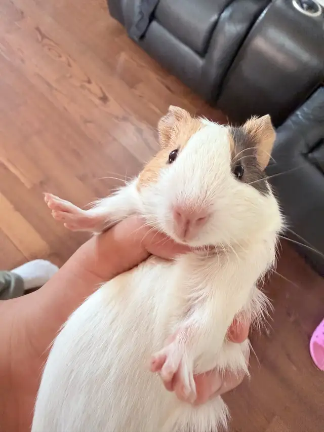 baby Guineapig  in Other in Markham / York Region - Image 4