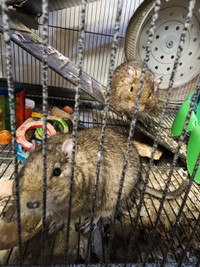 Father son degu pair for rehoming with cage and necessities
