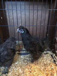 Pure black silkie rooster 