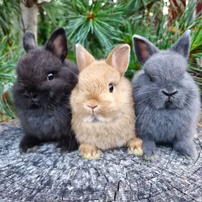 EXTRAORDINARY NETHERLAND DWARF BABY BUNNY RABBITS, View more