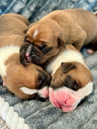 Boxer Puppies 
