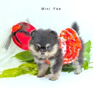 Disponibles POMERANIENS 2 femelle . et 2 males vont quitté vacciner vermifugé carnet de santé et gar...