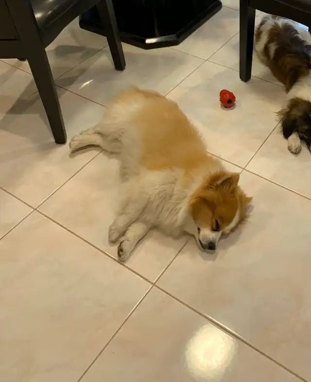 Simba Needs a New Home | Dogs & Puppies for Rehoming | Markham / York ...