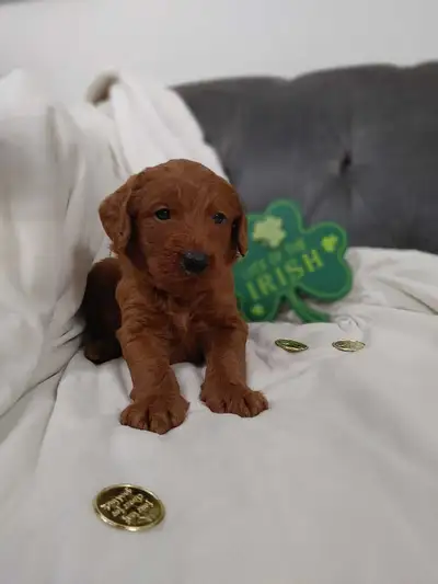 Red F1 Labradoodle Puppies, View more