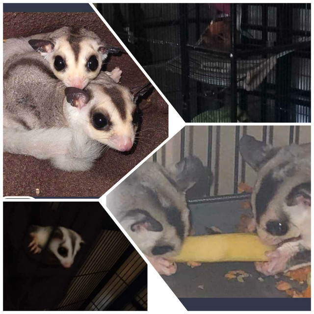 Suger gliders with  cage in Small Animals for Rehoming in Leamington - Image 3