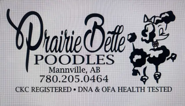 CKC Standard Poodle Pups- Prairie Belle Poodles in Dogs & Puppies for Rehoming in Calgary - Image 8