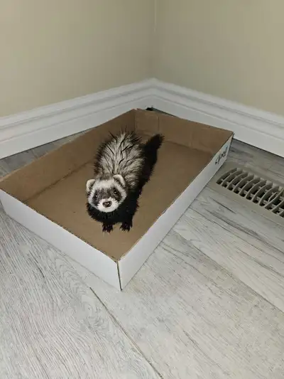 Beautiful female ferret, View more