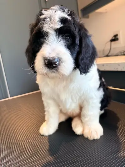 Bernedoodle Puppies F1B, View more