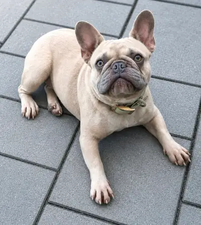 Mâle de 1 an bouledogue français couleur Lilac, View more