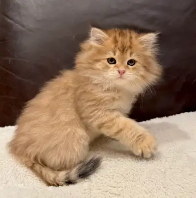 TICA REGISTERED SIBERIAN FOREST KITTENS ❤️, View more