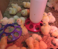Day Old Meat Chicks!!