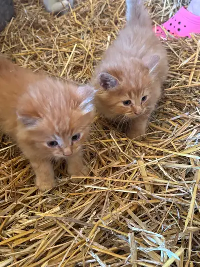 Sweet Farm Kittens, View more