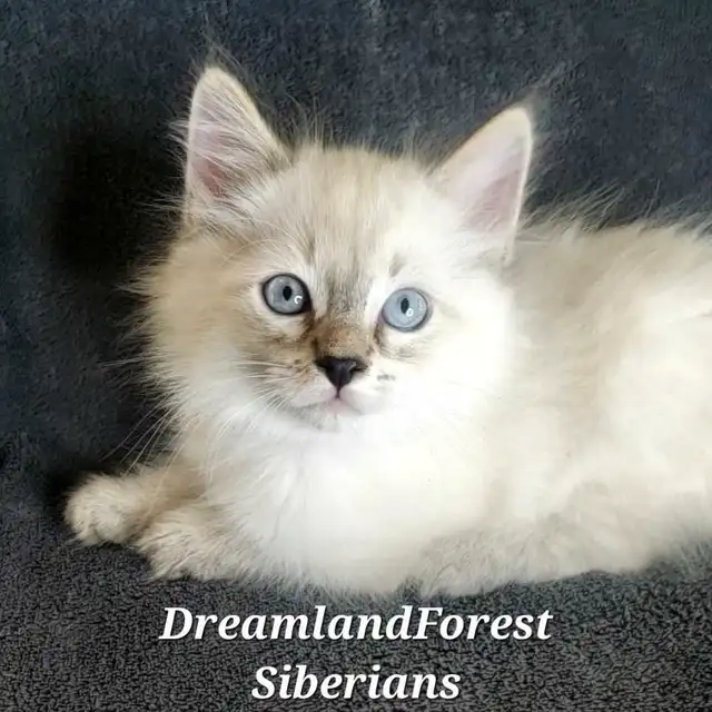Hypoallergenic Siberian Kittens