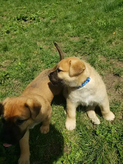 German Shephard Cane Corso X Pups, View more