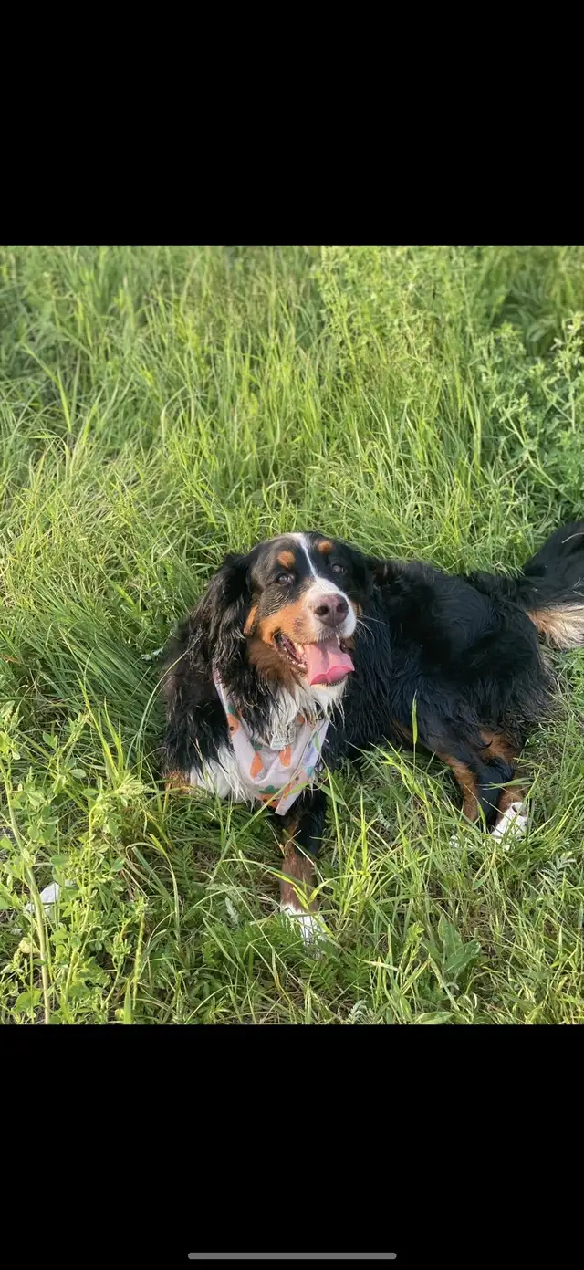 House Sitter/Rental in Alberta in Canada - Image 5