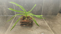 Orchid plant Vanda pumila
