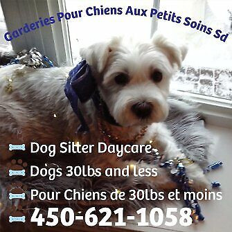 DOG SITTER ***20lbs & less  Welcome Seniors dans Services pour animaux  à Laval/Rive Nord