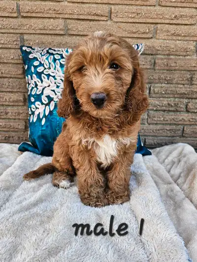 Cockapoo MALE pups, View more