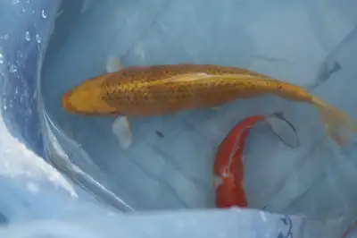 Yellow koi approximately 10 inches in length Orange and Black koi approximately 9 inches in length W...