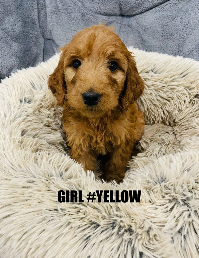 ❤️Red Cockapoo puppies❤️ 7057071134 in Dogs & Puppies for Rehoming in City of Toronto - Image 3