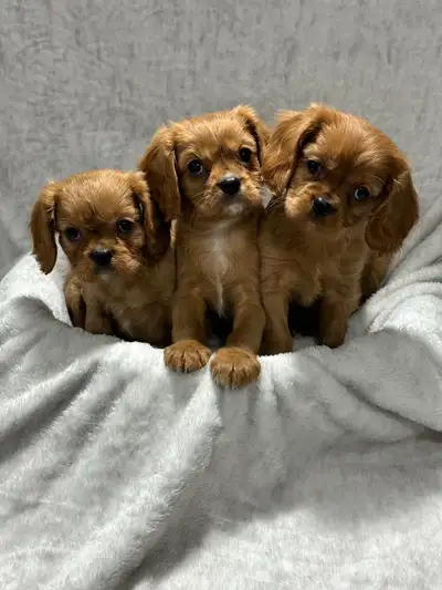 KING CHARLES CAVALIER PUPPIES , View more