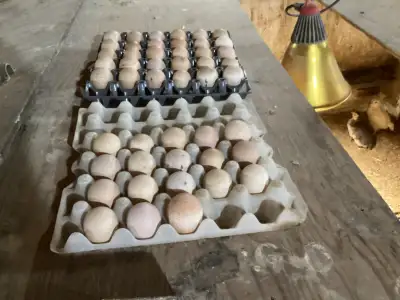 4 dozen Guinea eggs, View more