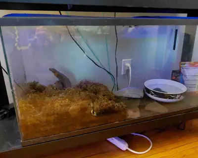 Pac-Man frog with 40 gallon tank , View more