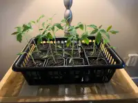 Tomato Plants For Sale