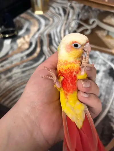 Beautiful Baby Suncheek Conure , View more