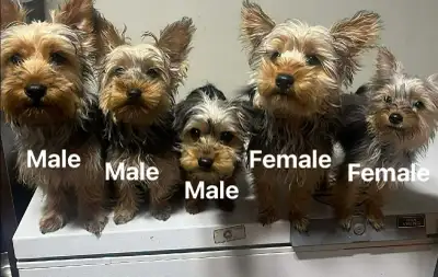 Yorkshire Terrier puppies, View more